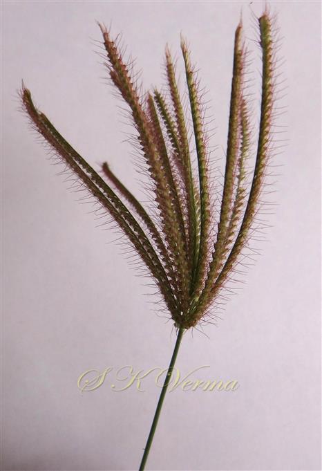  Inflorescence bearing spikes
